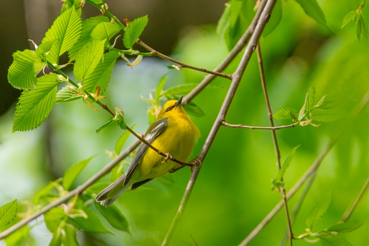 Blue-winged Warbler - ML656754318