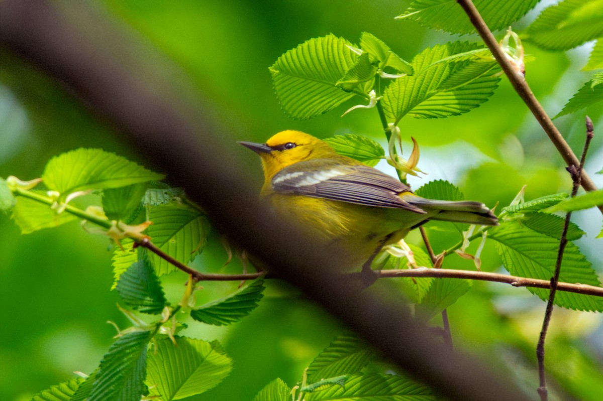 Blue-winged Warbler - ML656754330