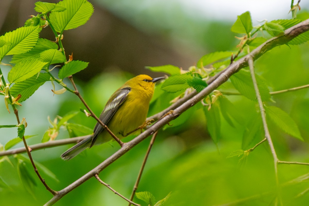 Blue-winged Warbler - ML656754331