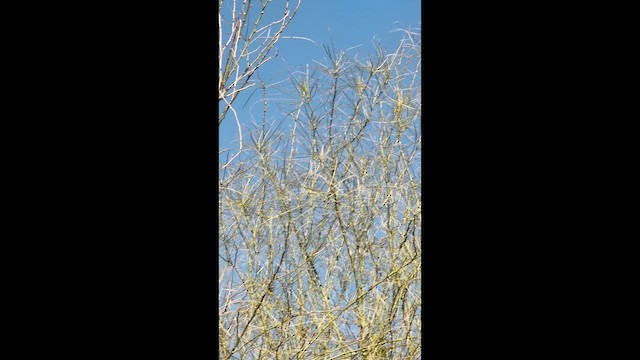 ウィルソンアメリカムシクイ - ML656754718