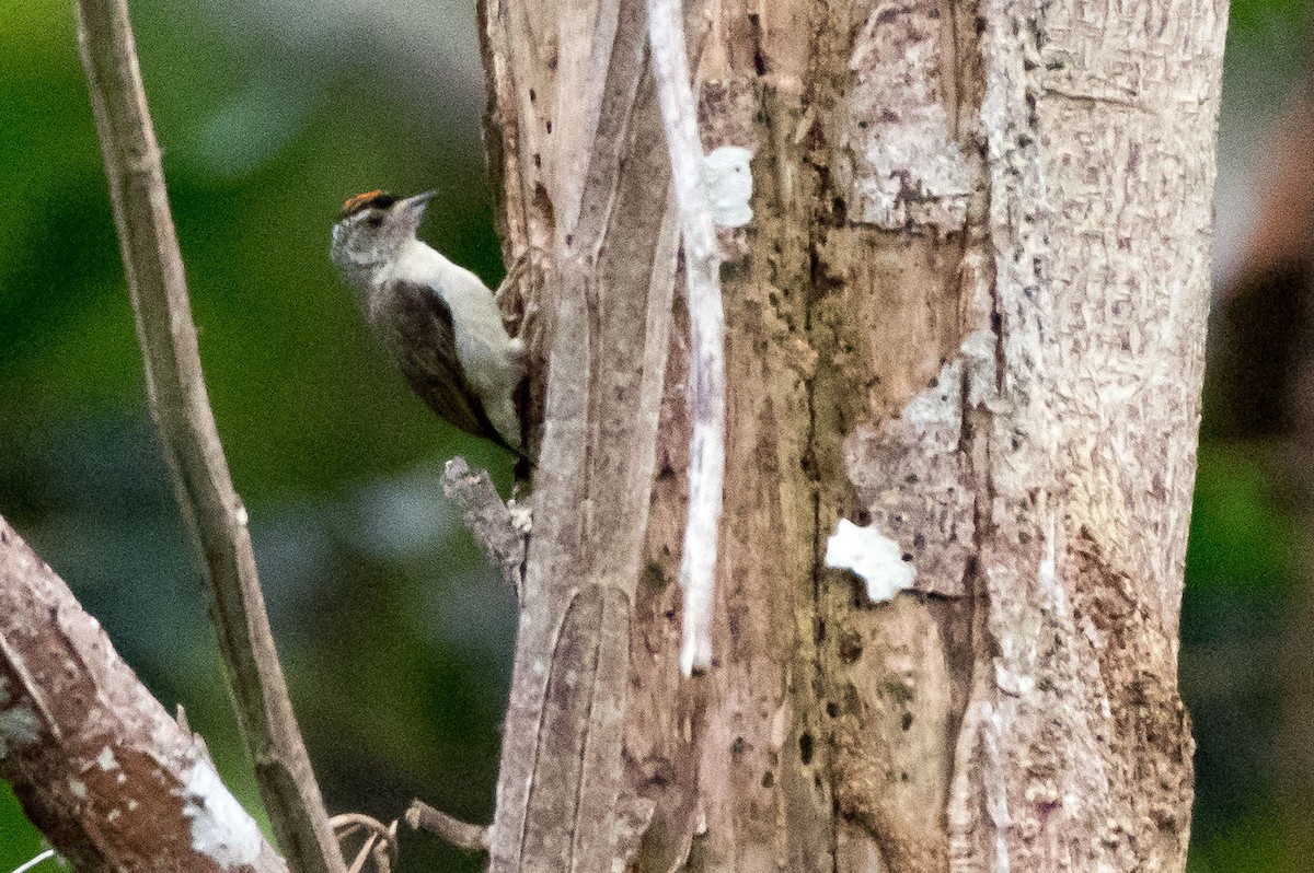 Plain-breasted Piculet - Phil Kahler