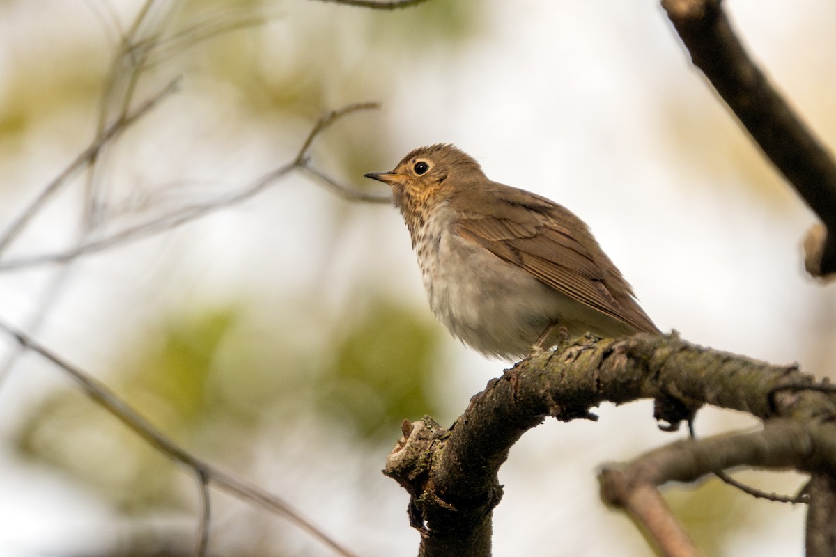 Swainson's Thrush - ML656757619