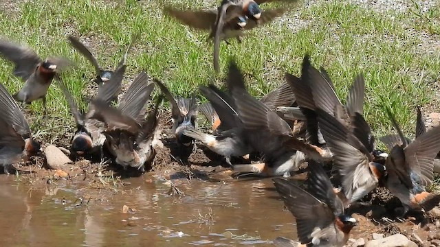 Cliff Swallow - ML656760348