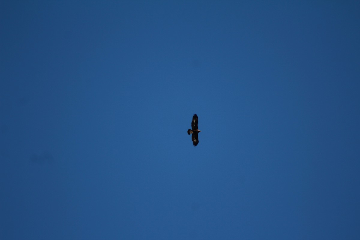 Golden Eagle - ML656761024