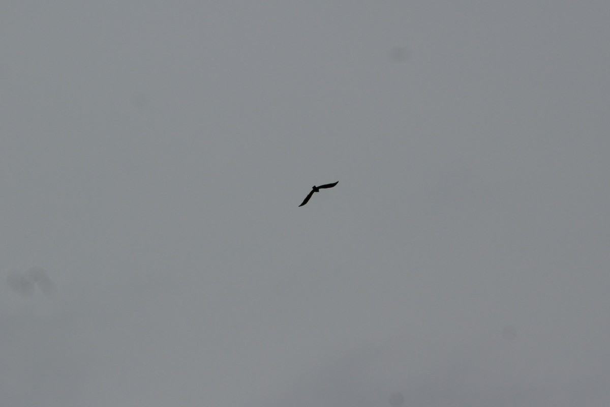 Swainson's Hawk - ML656761044