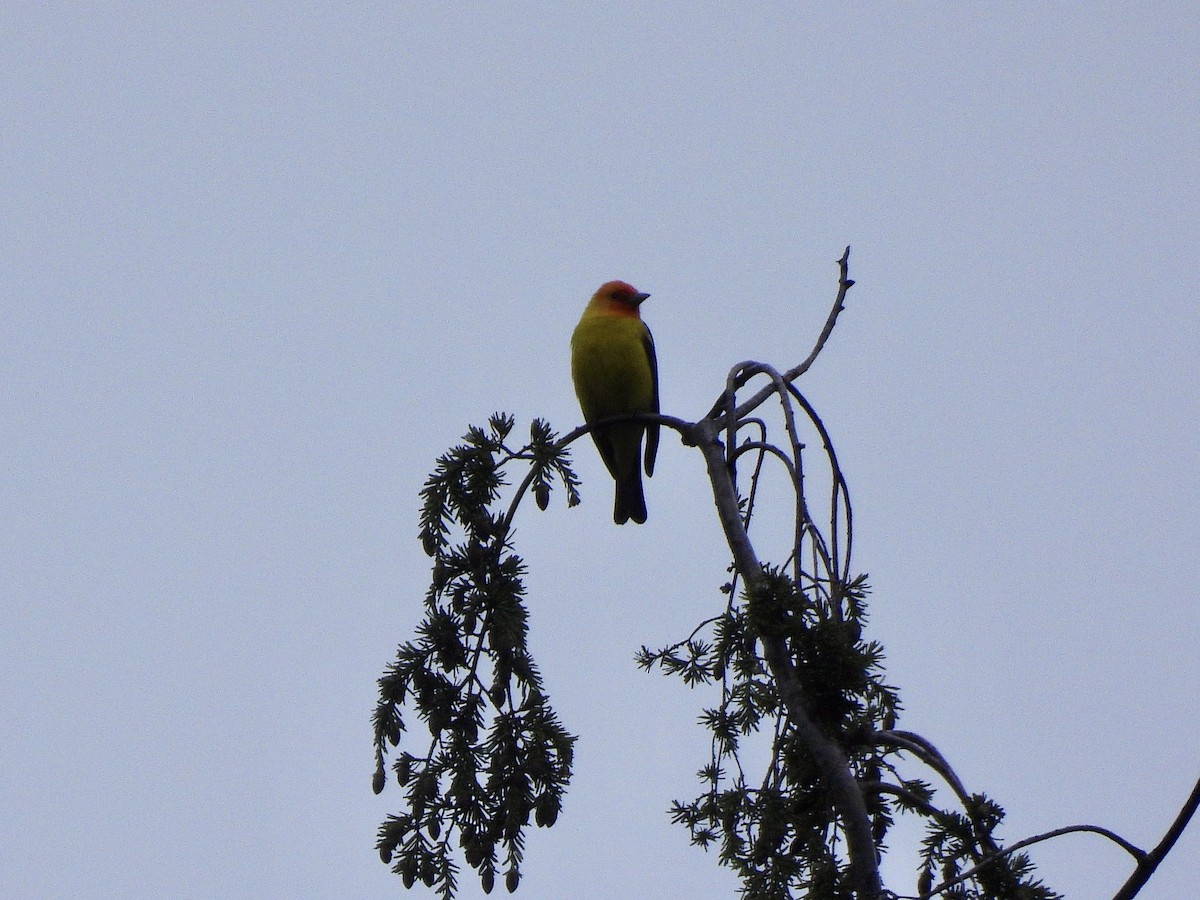 Western Tanager - ML656761270