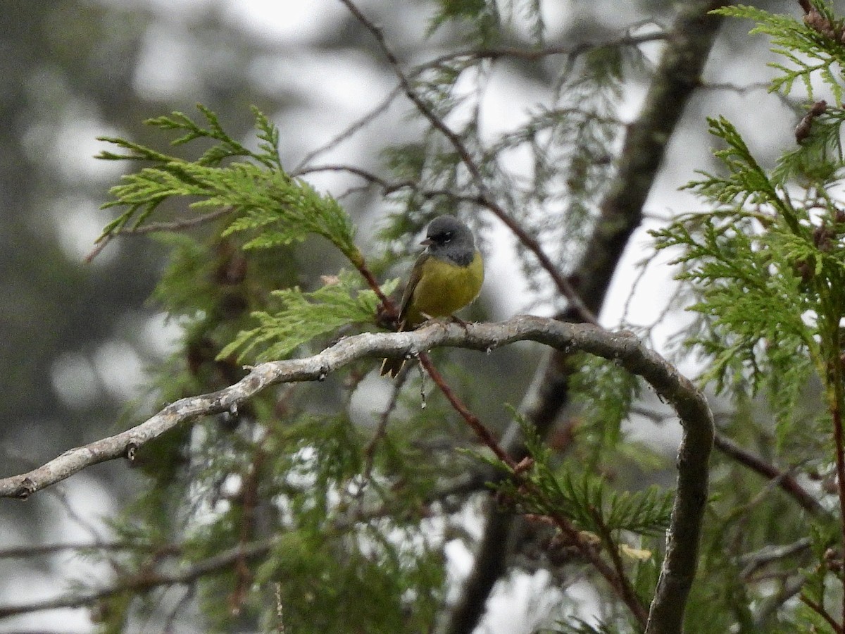 MacGillivray's Warbler - ML656761301