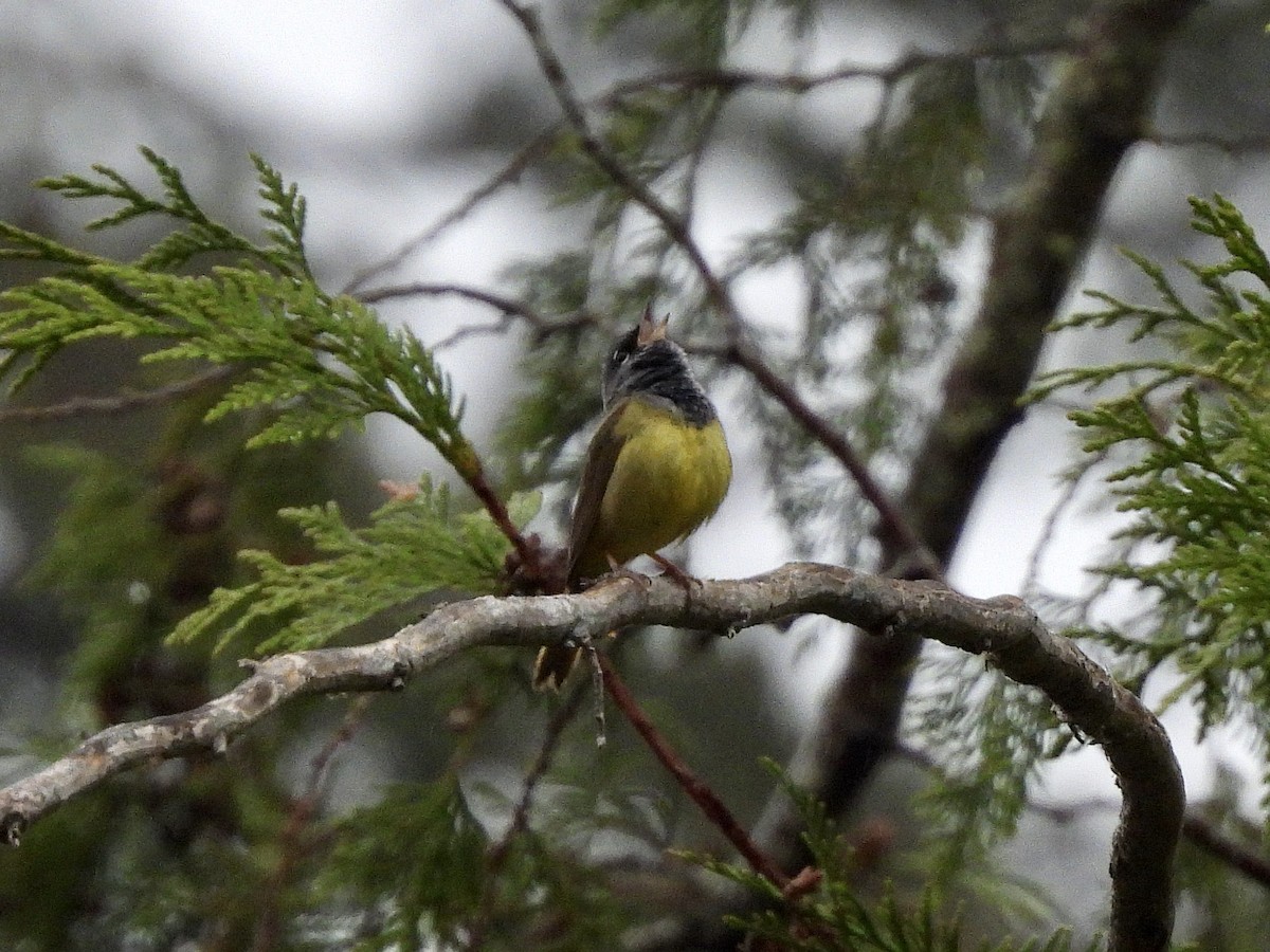 MacGillivray's Warbler - ML656761302