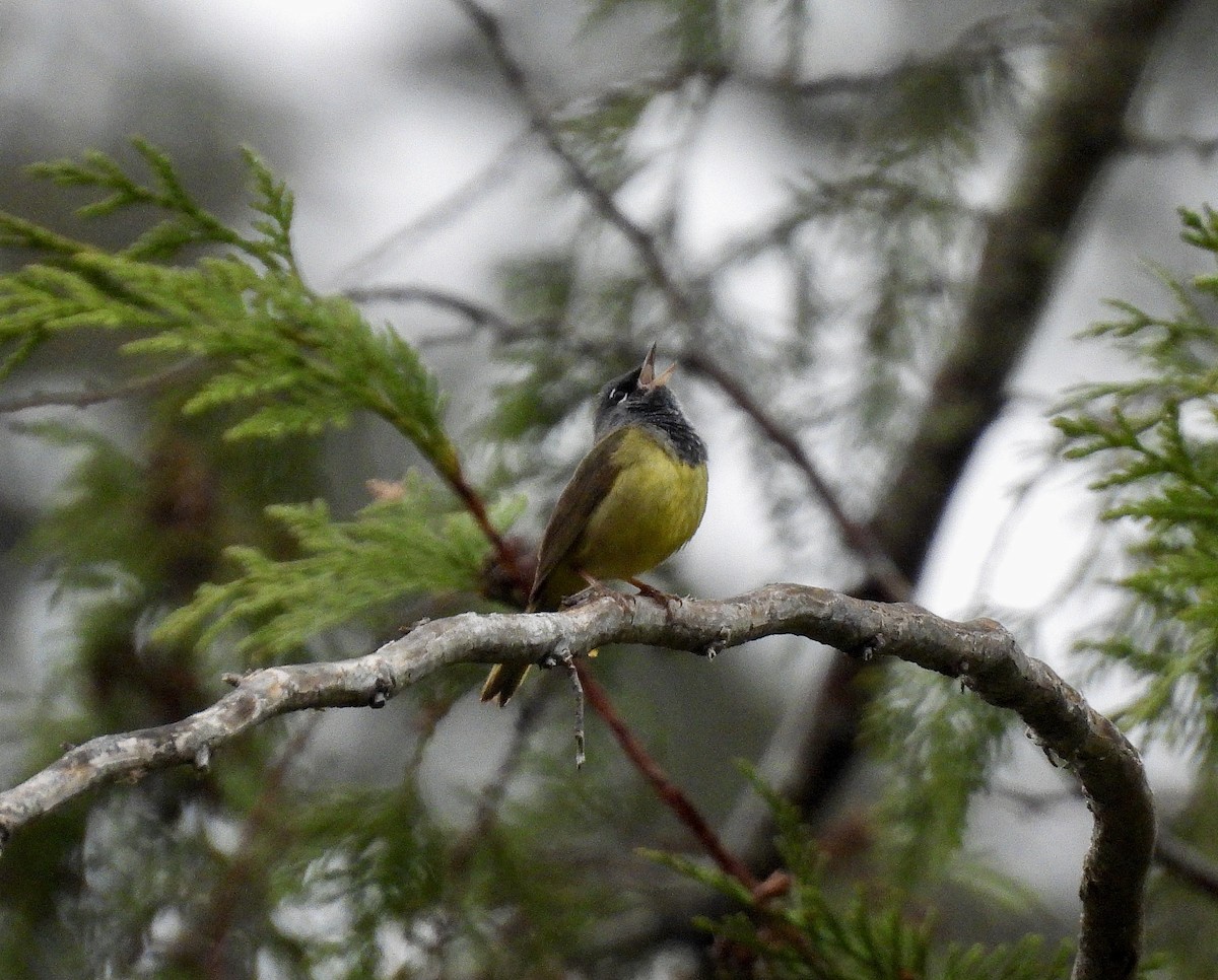 MacGillivray's Warbler - ML656761303