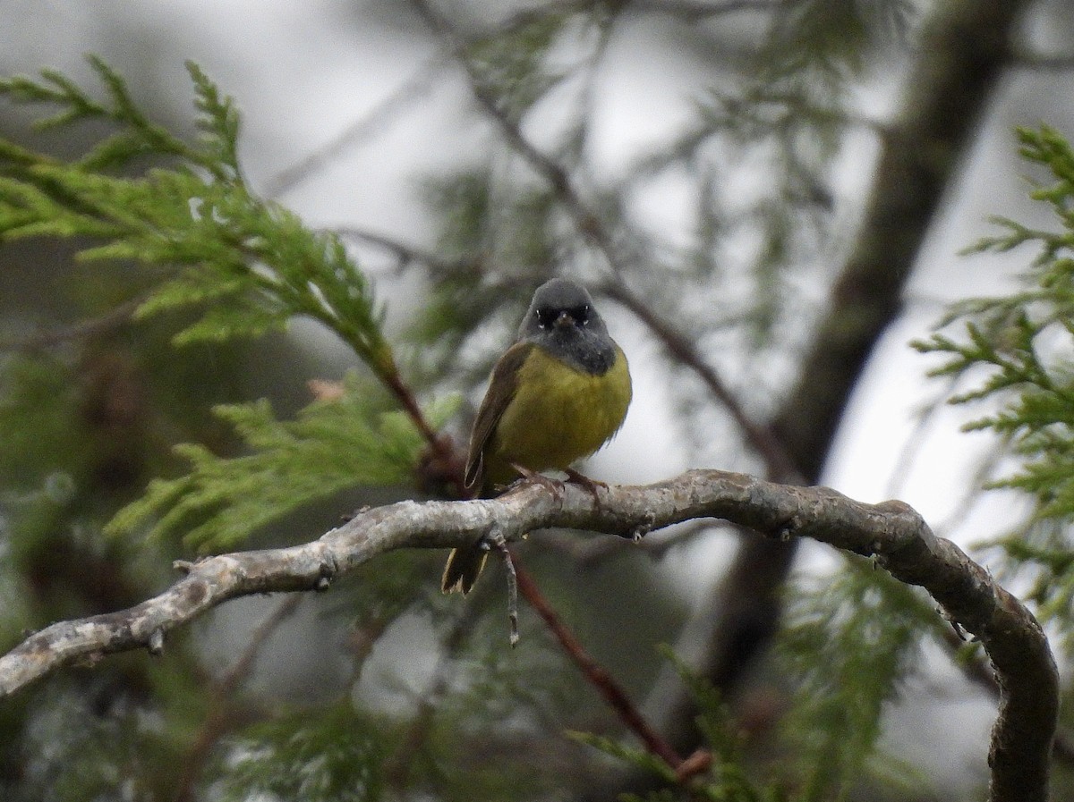 MacGillivray's Warbler - ML656761304