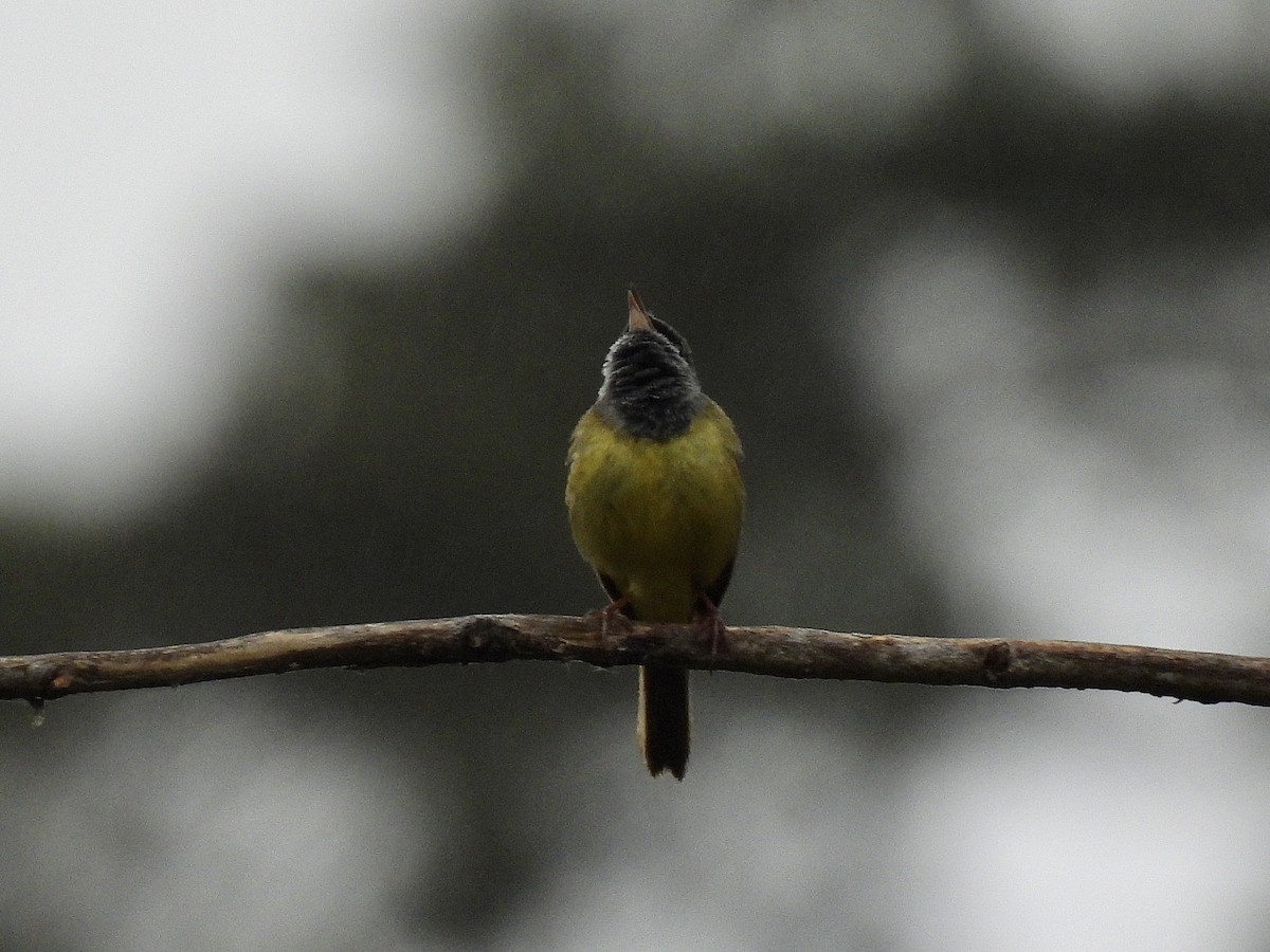MacGillivray's Warbler - ML656761305