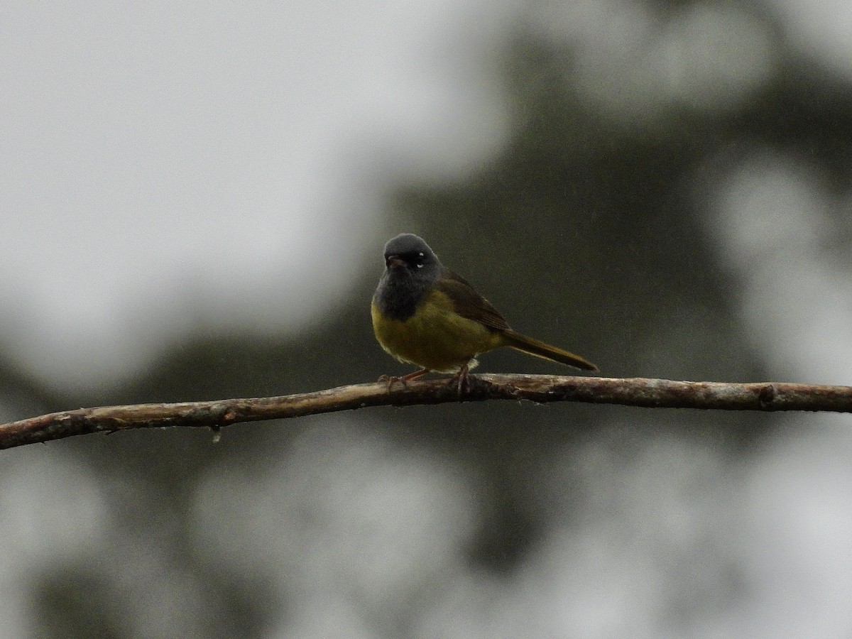 MacGillivray's Warbler - ML656761306