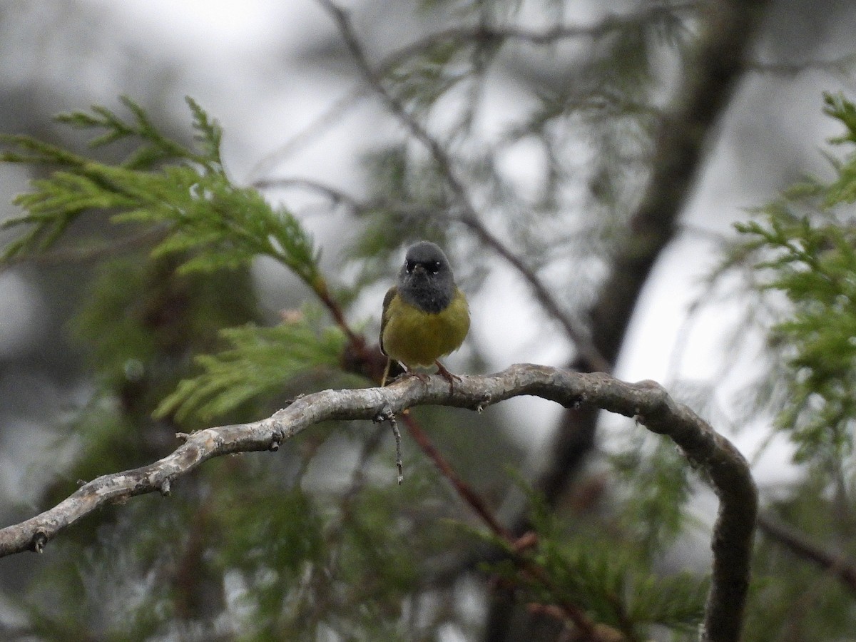 MacGillivray's Warbler - ML656761307