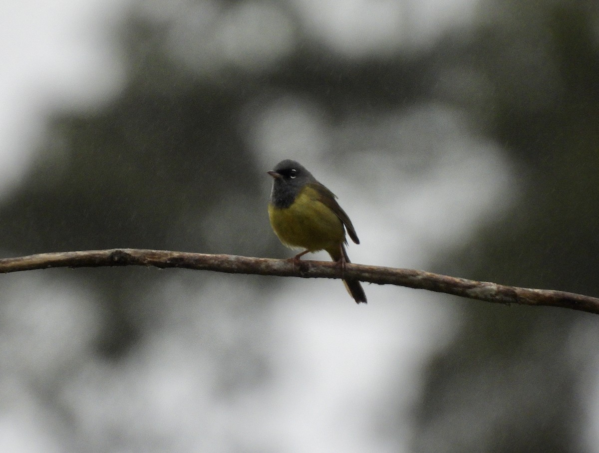 MacGillivray's Warbler - ML656761308