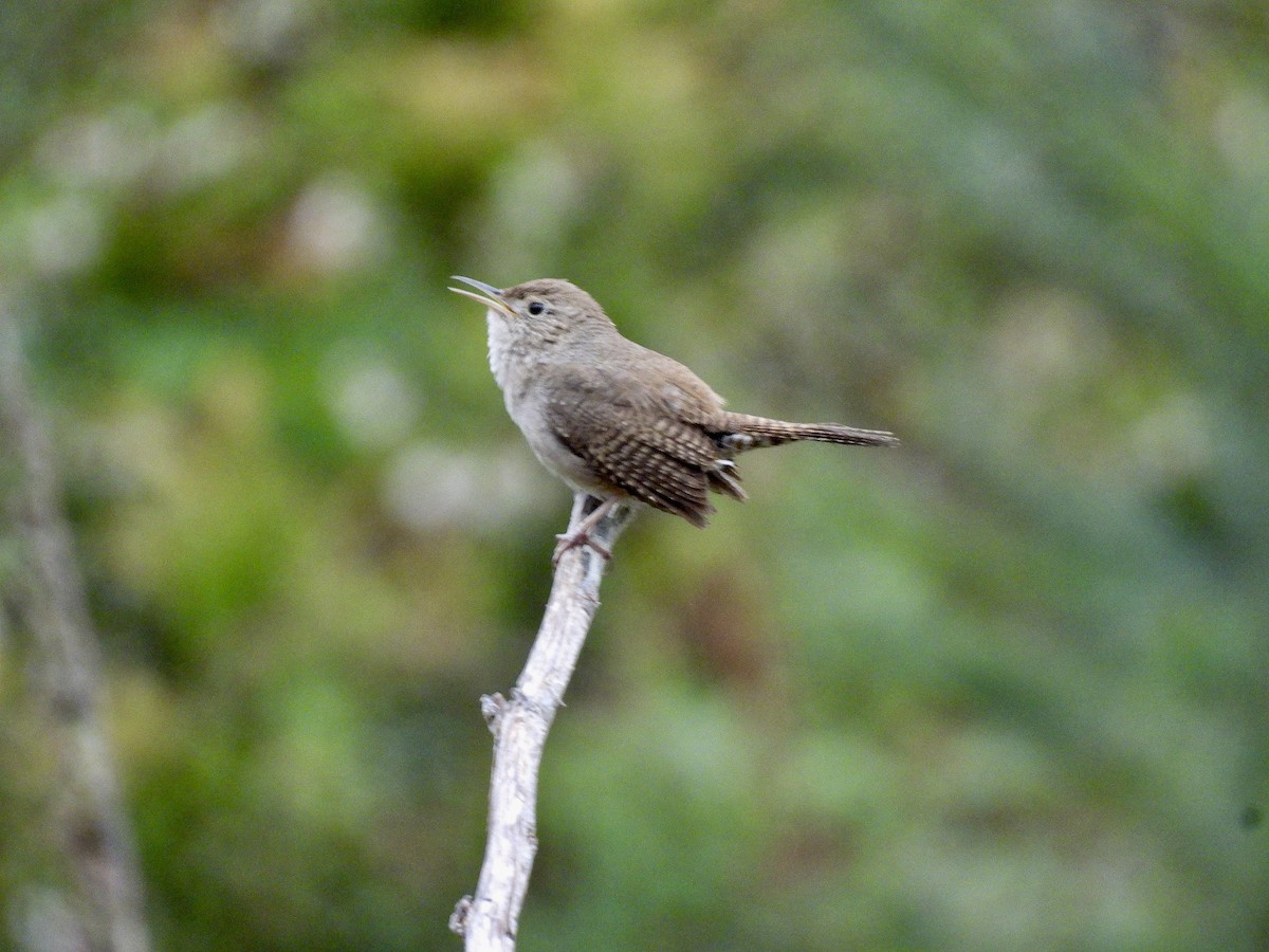 Northern House Wren - ML656761370