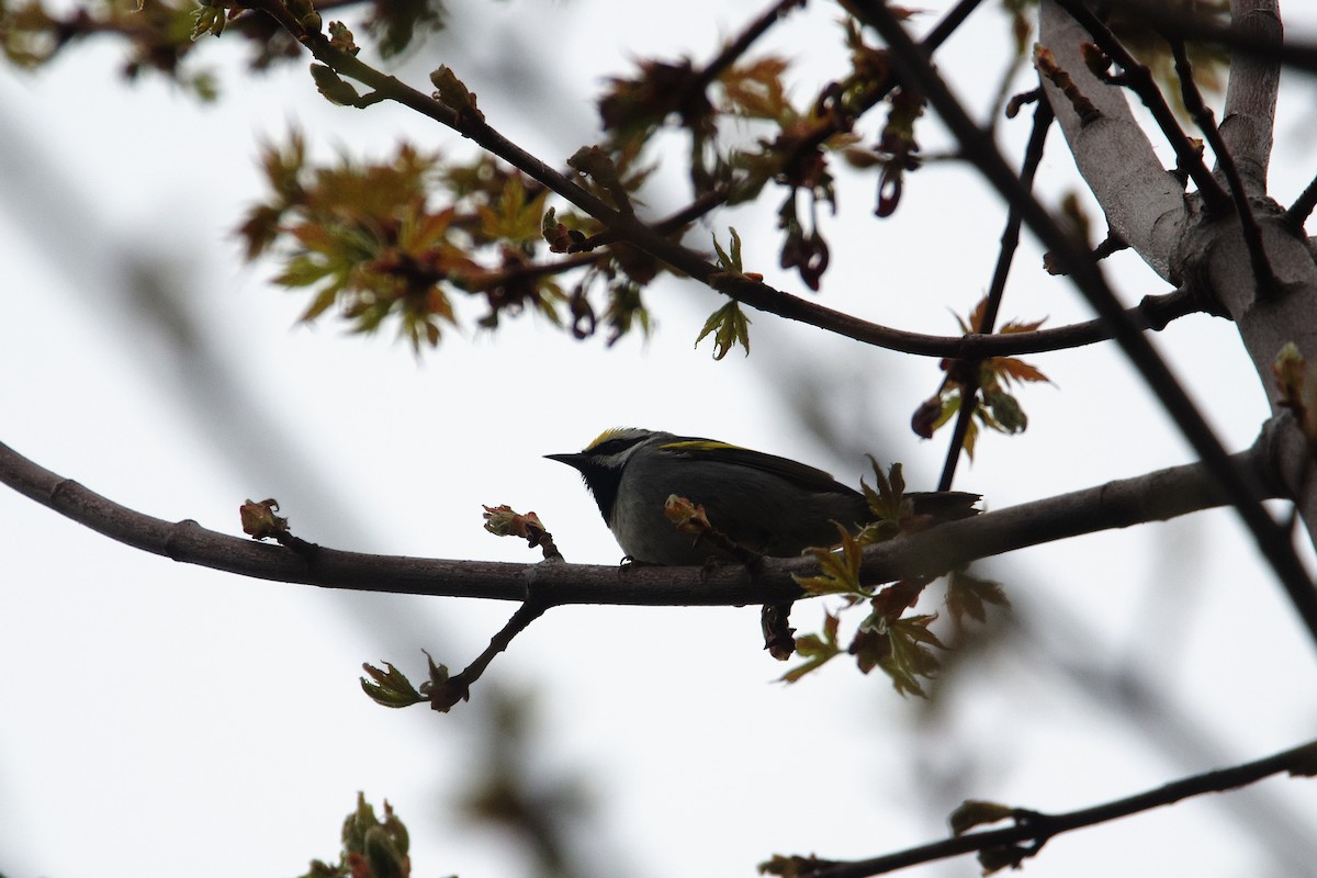 Golden-winged Warbler - ML656761858