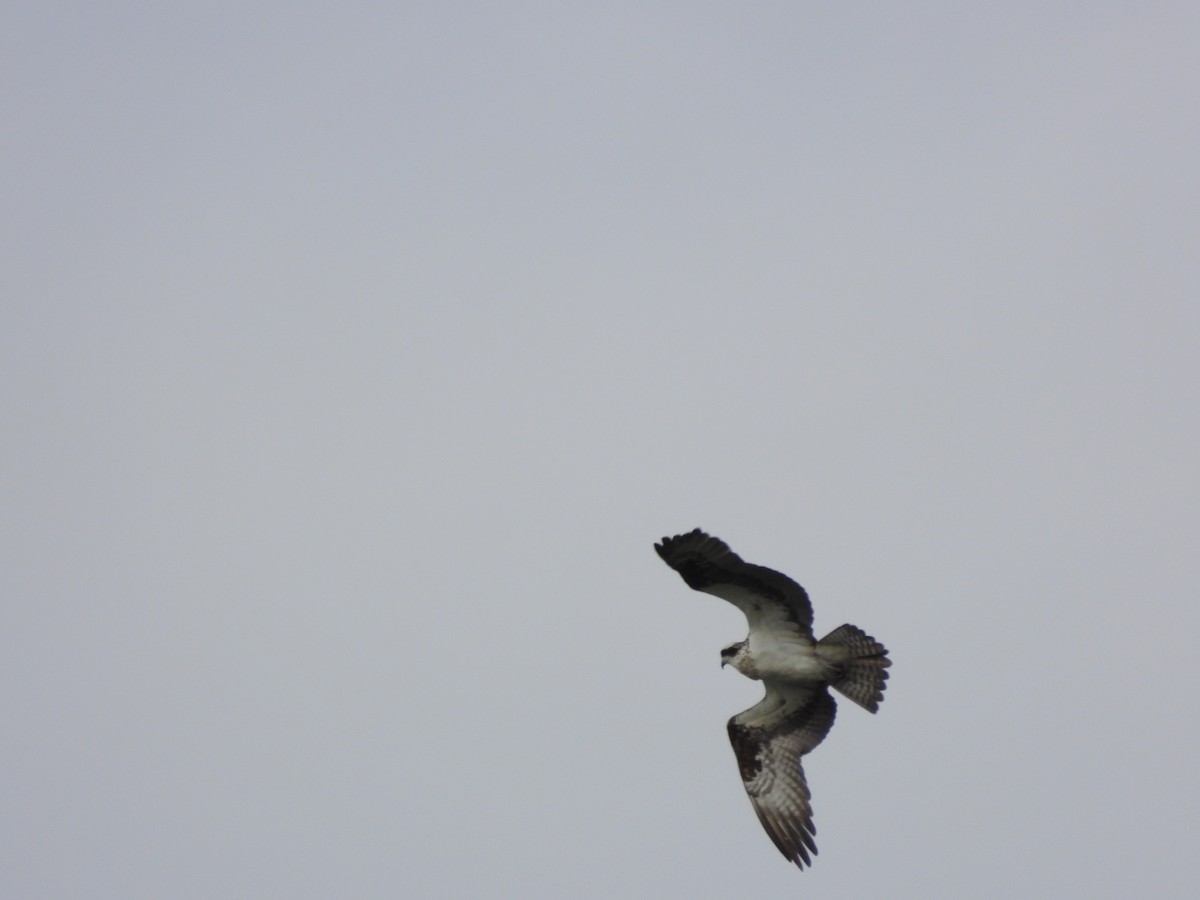Osprey - ML656762291