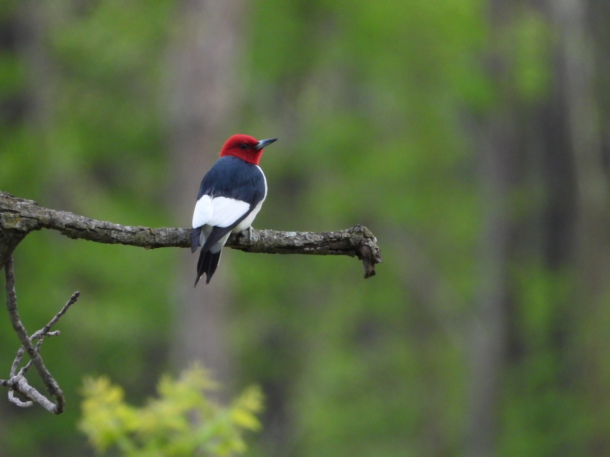 Red-headed Woodpecker - ML656762307