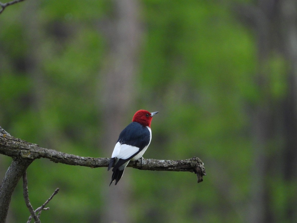 Red-headed Woodpecker - ML656762308