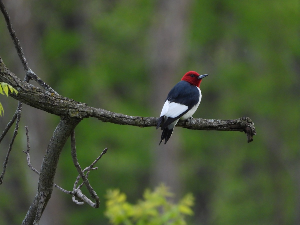 Red-headed Woodpecker - ML656762309