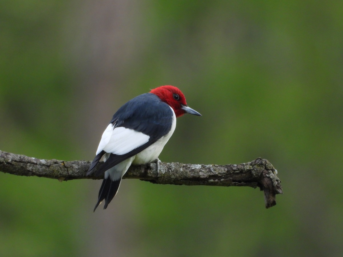 Red-headed Woodpecker - ML656762310