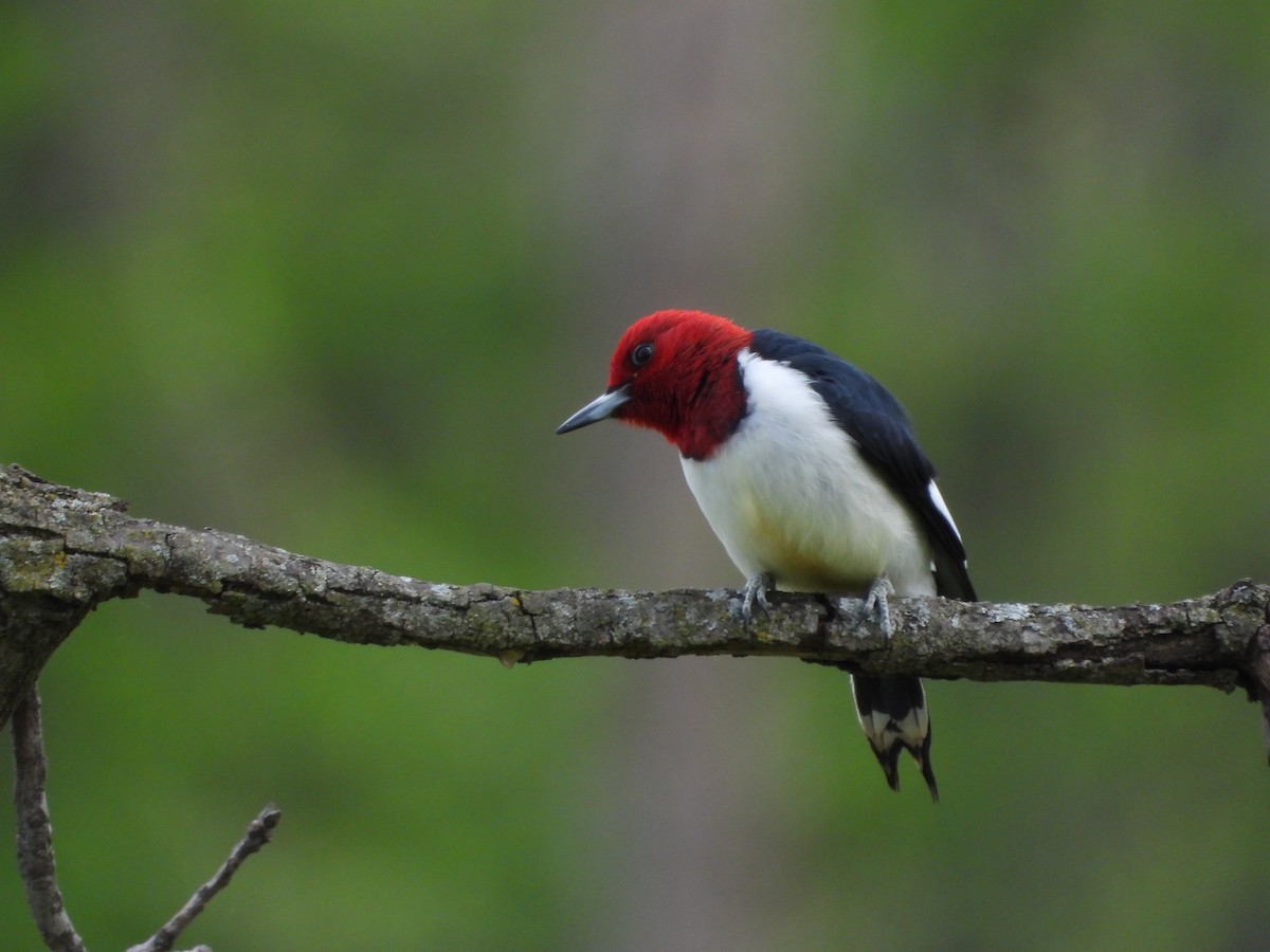 Red-headed Woodpecker - ML656762311