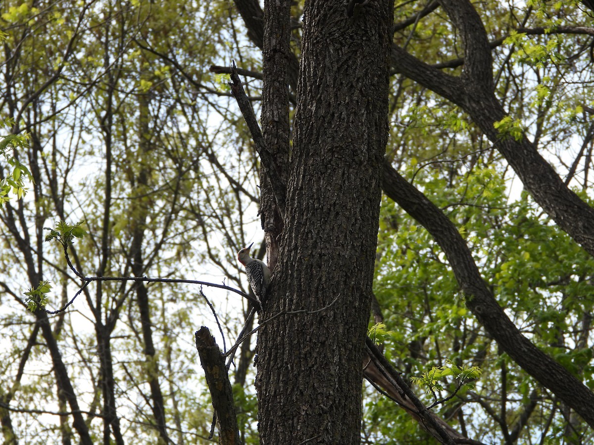 Red-bellied Woodpecker - ML656762325