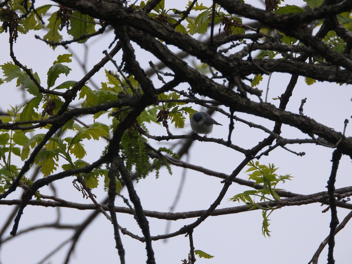 Blue-gray Gnatcatcher - ML656762337