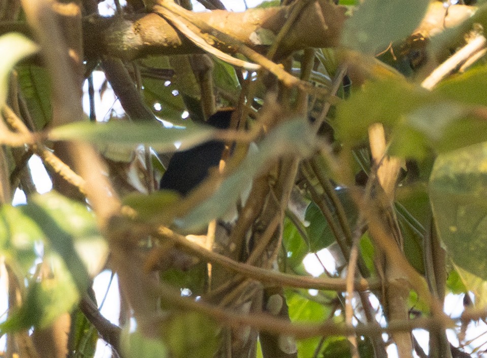 Flame-crowned Flowerpecker - ML656763906