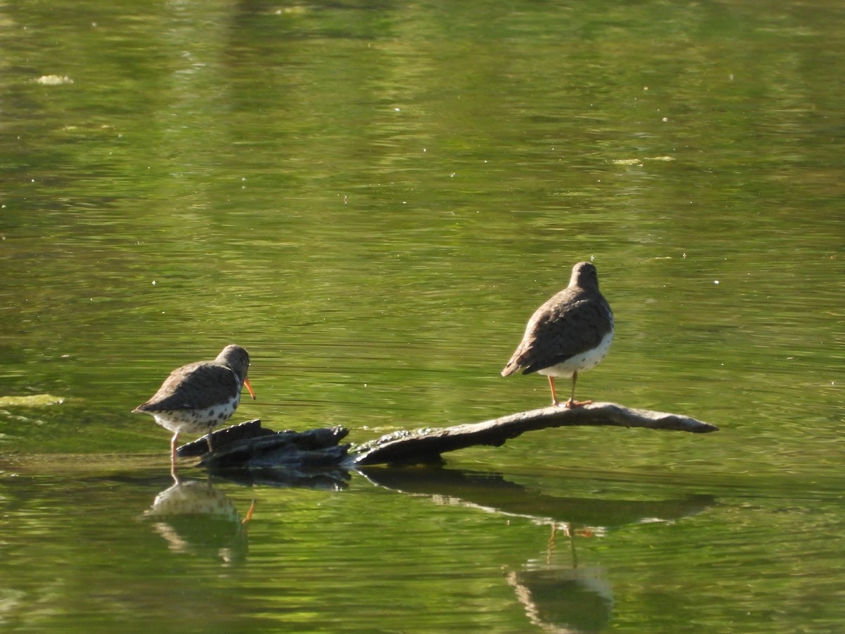 Spotted Sandpiper - ML656764816