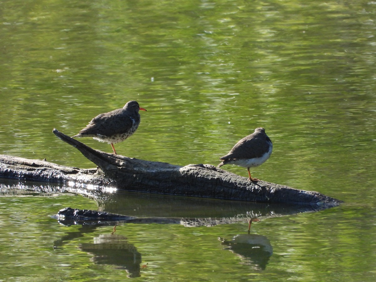 Spotted Sandpiper - ML656764817