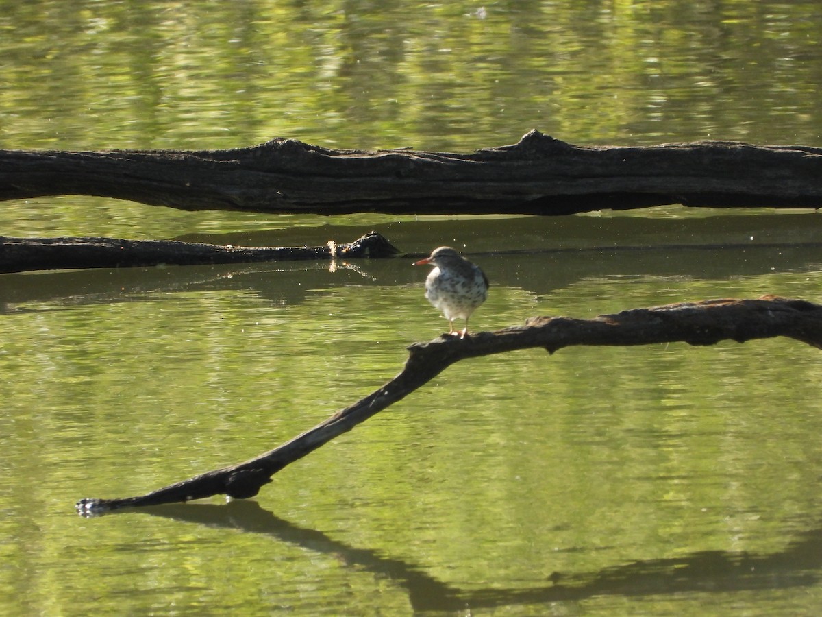 Spotted Sandpiper - ML656764818