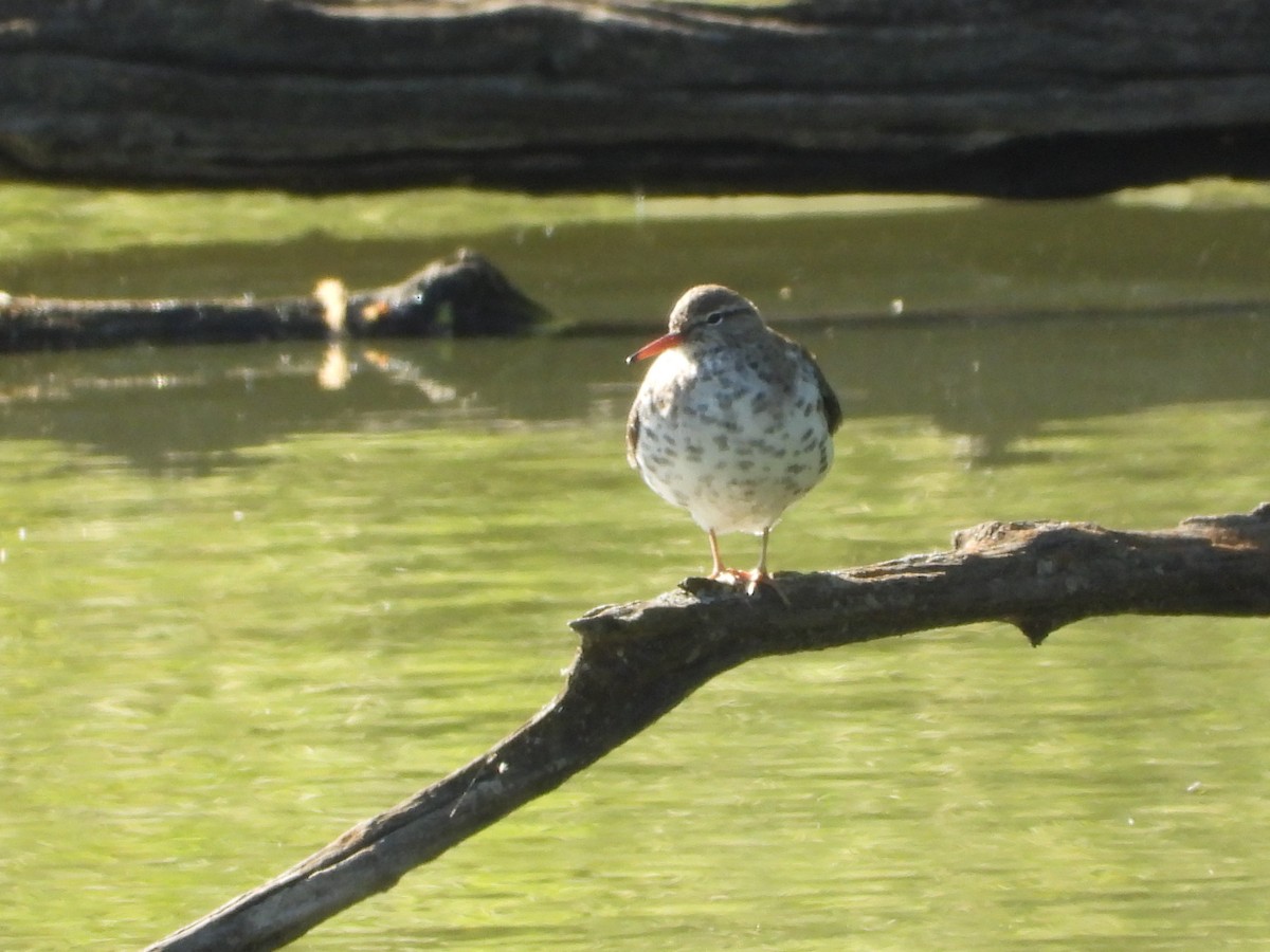 Spotted Sandpiper - ML656764819