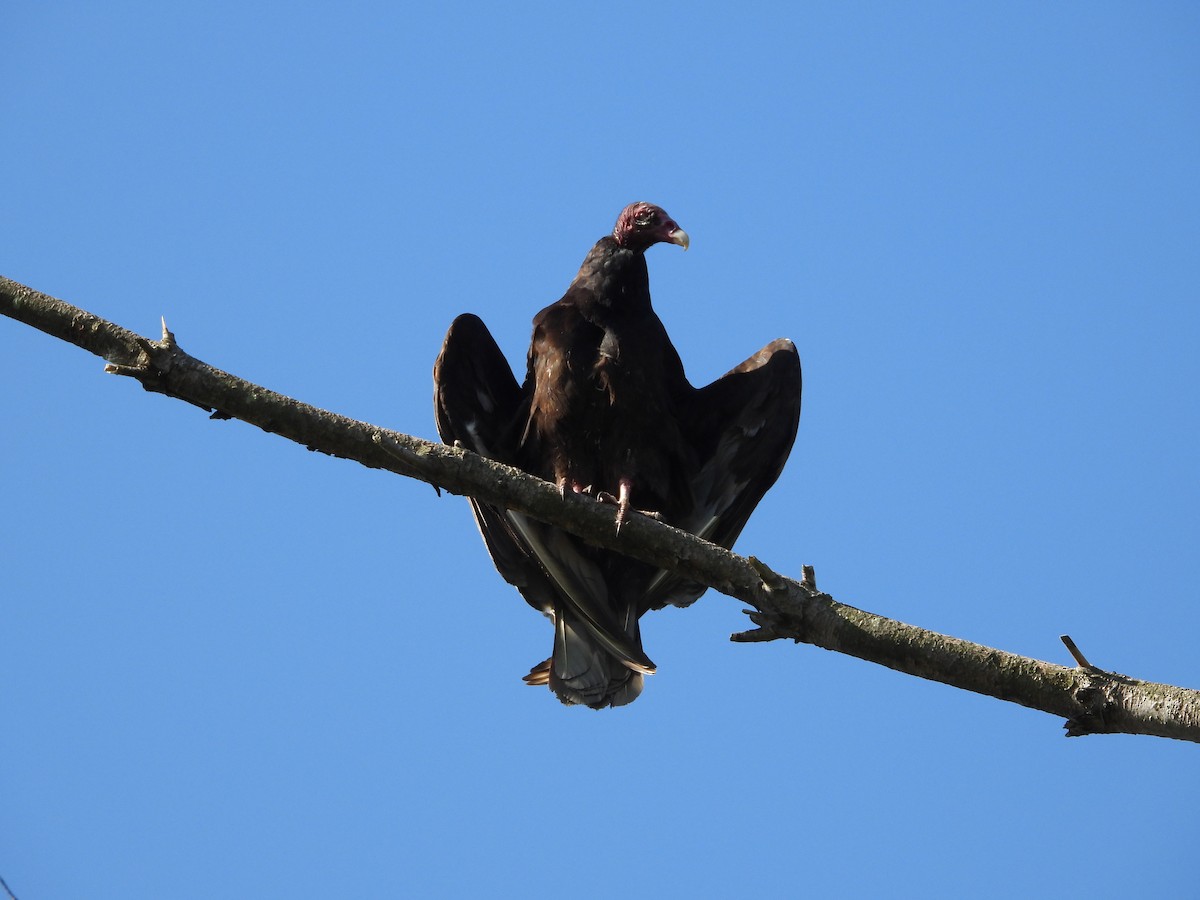 Turkey Vulture - ML656764837