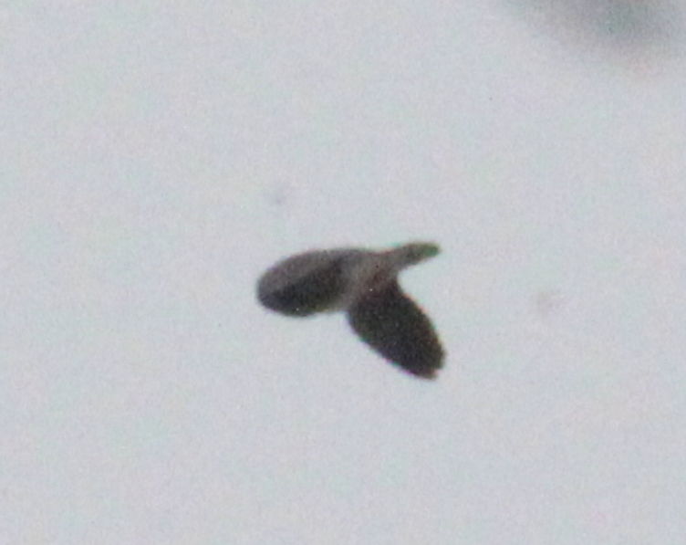 eBird Checklist - 6 May 2026 - Chatfield SP--Audubon Center & Trails ...