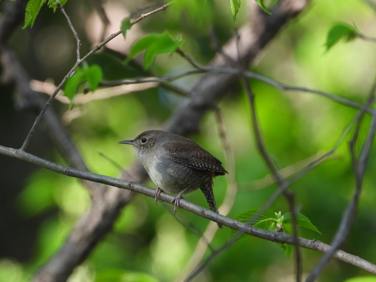Northern House Wren - ML656764898