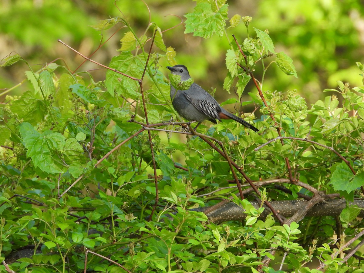 Gray Catbird - ML656764935
