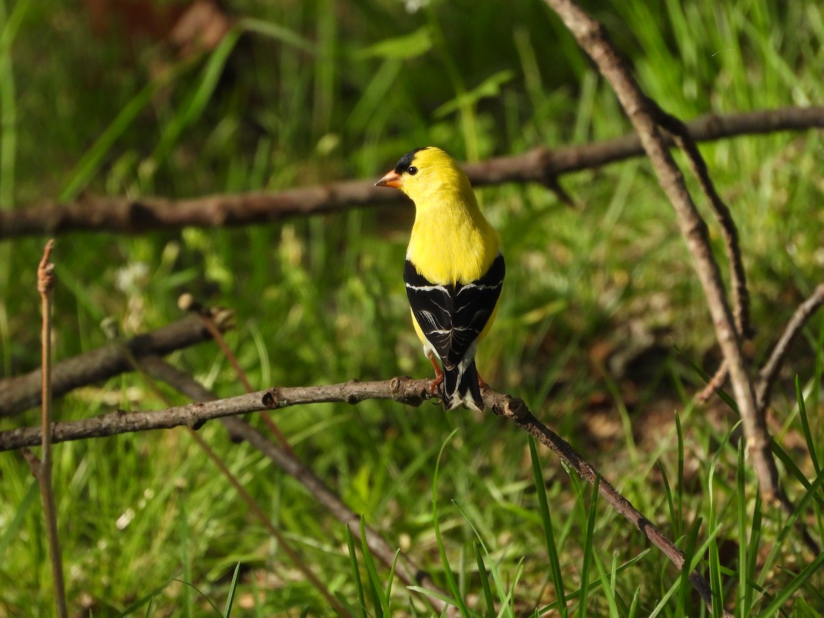 American Goldfinch - ML656764982