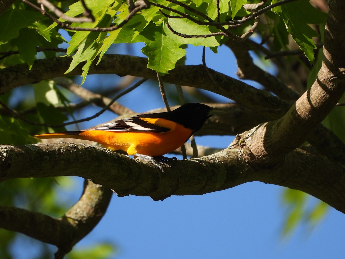 Baltimore Oriole - ML656764996