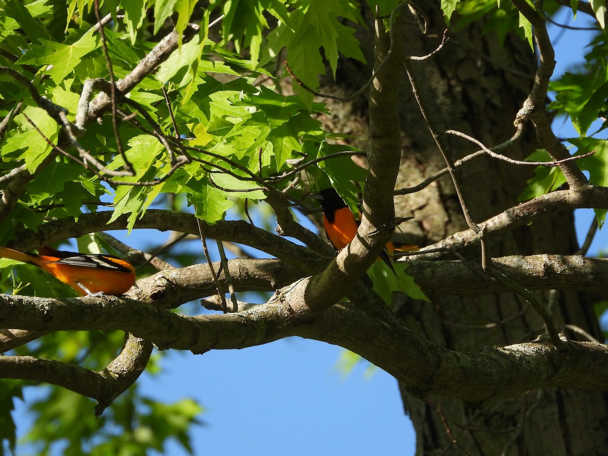 Baltimore Oriole - ML656764997
