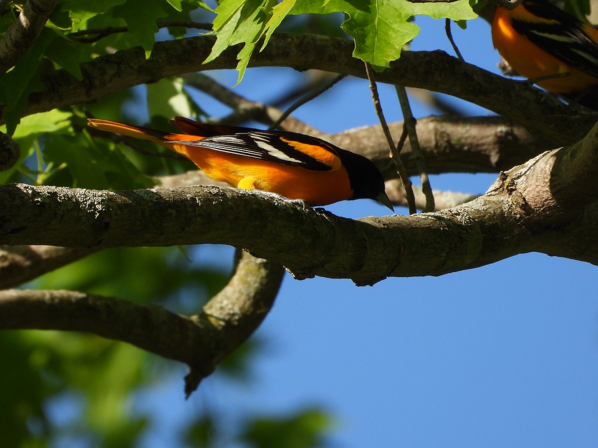 Baltimore Oriole - ML656764998