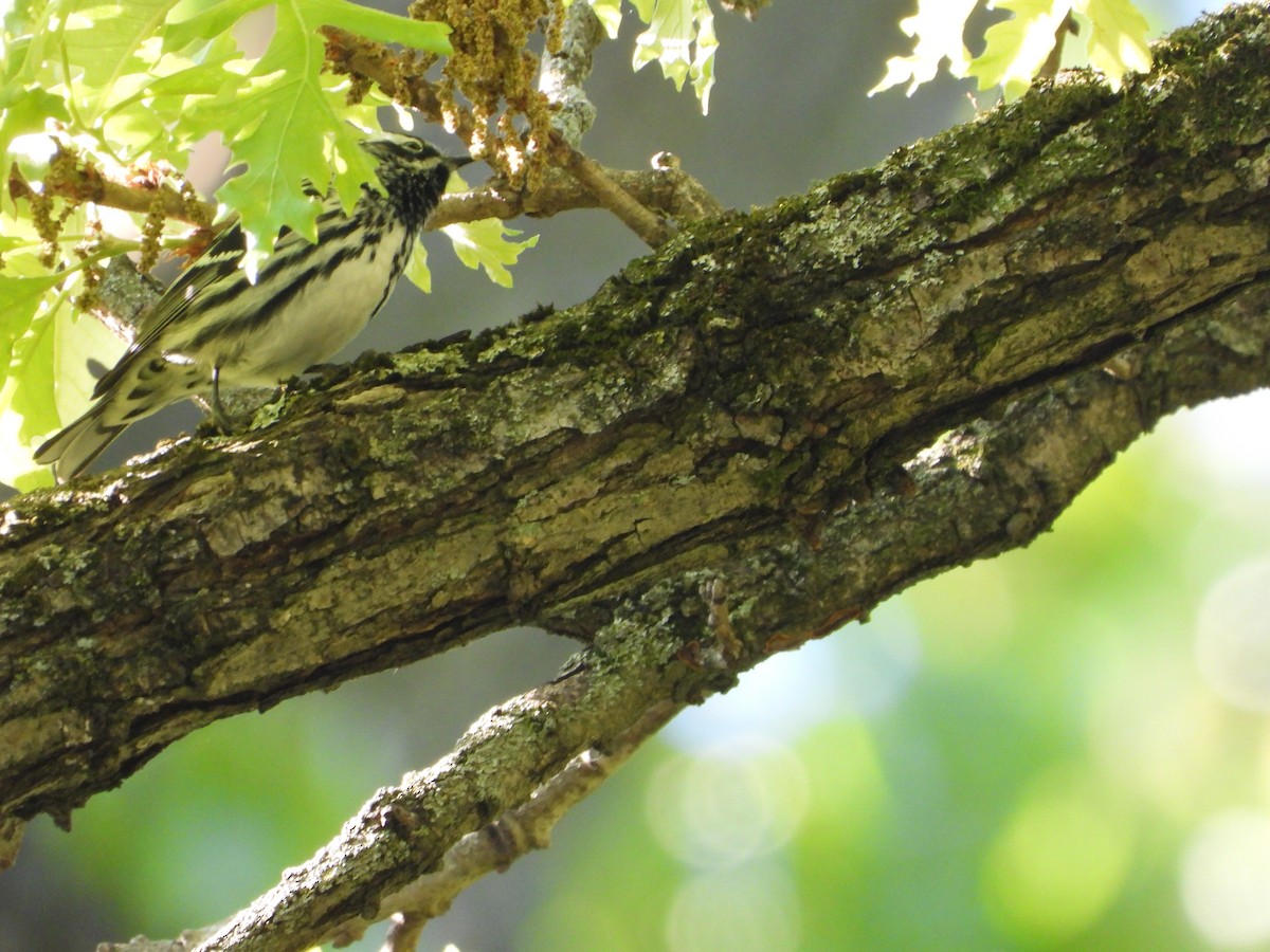Black-and-white Warbler - ML656765049