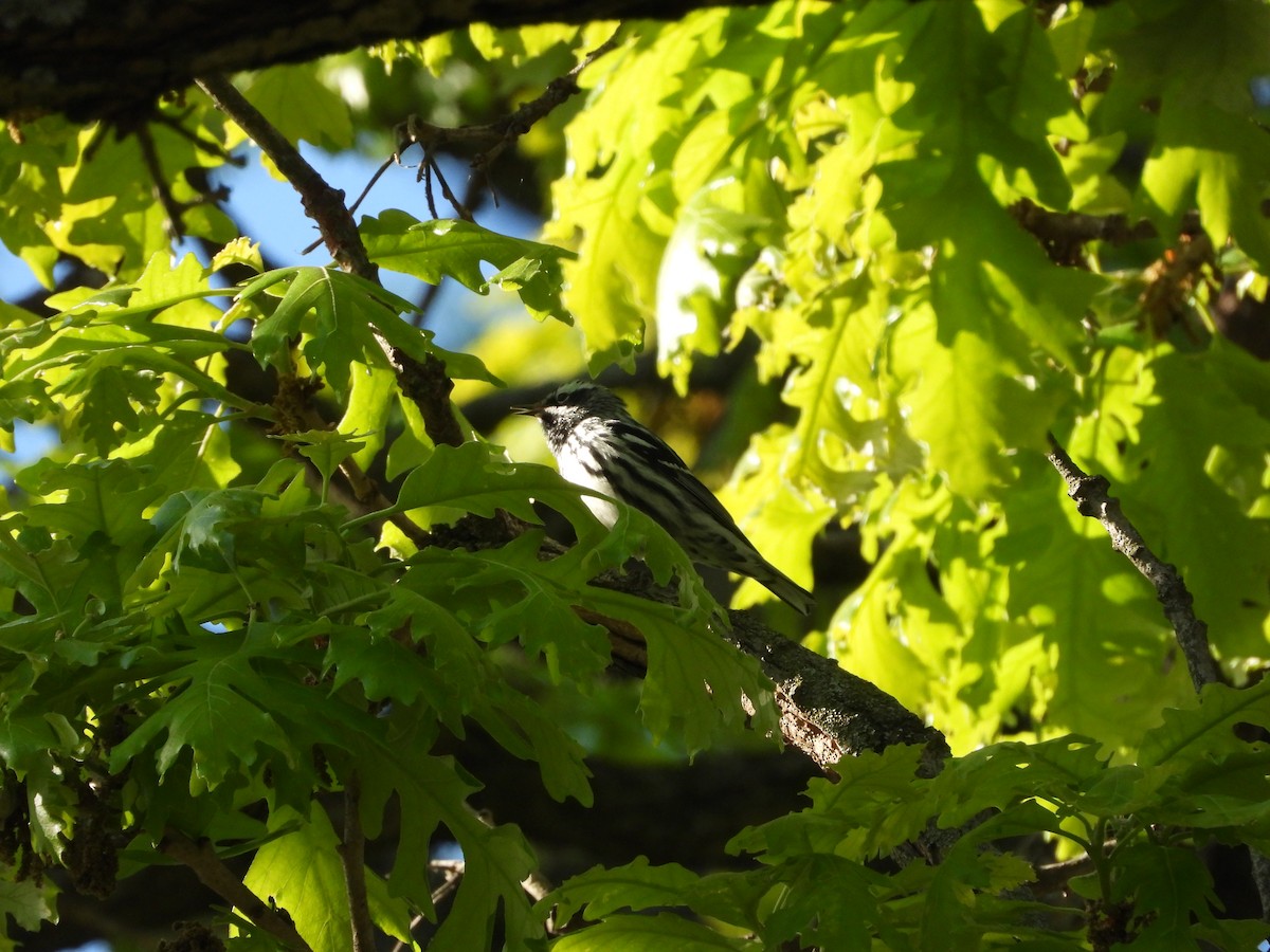 Black-and-white Warbler - ML656765050