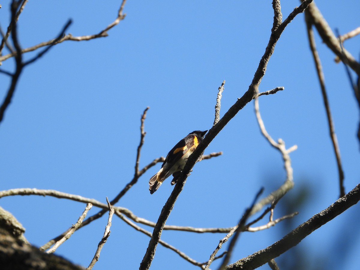 American Redstart - ML656765063
