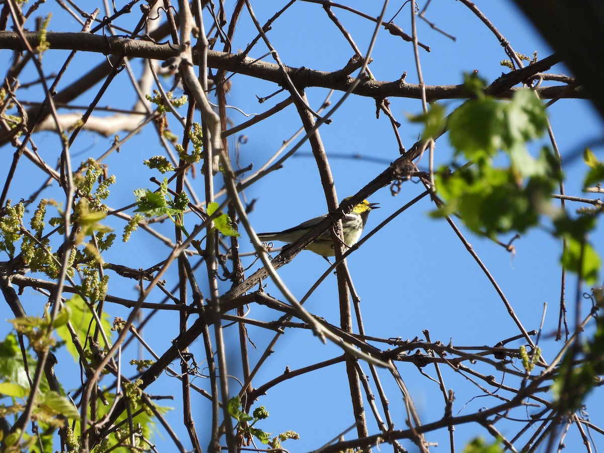 Black-throated Green Warbler - ML656765101