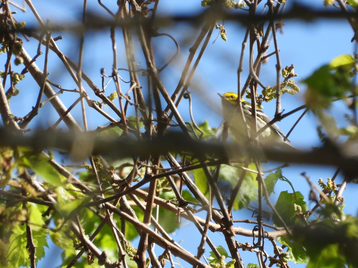 Black-throated Green Warbler - ML656765102