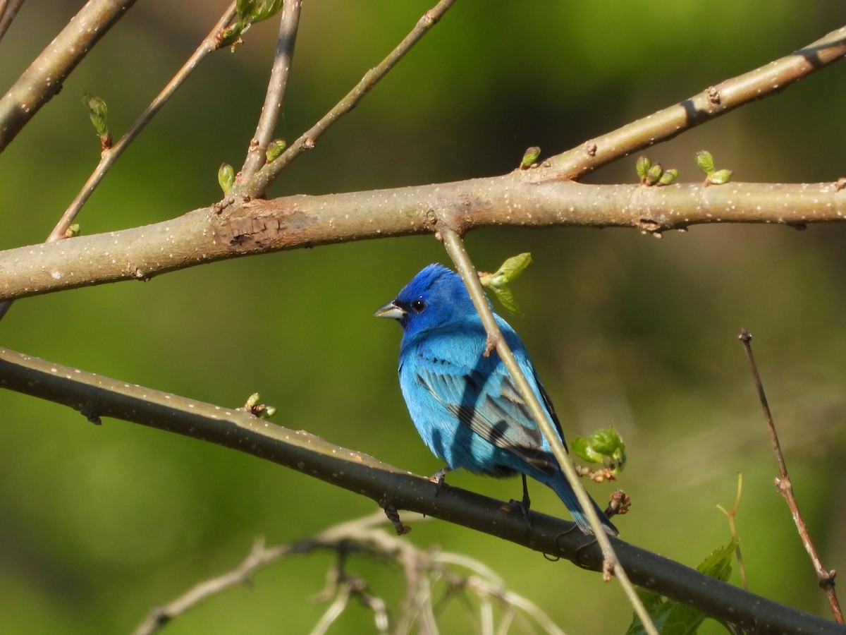 Indigo Bunting - ML656765116