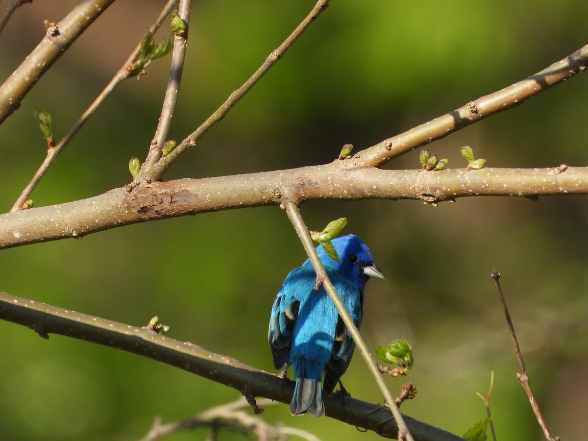 Indigo Bunting - ML656765117
