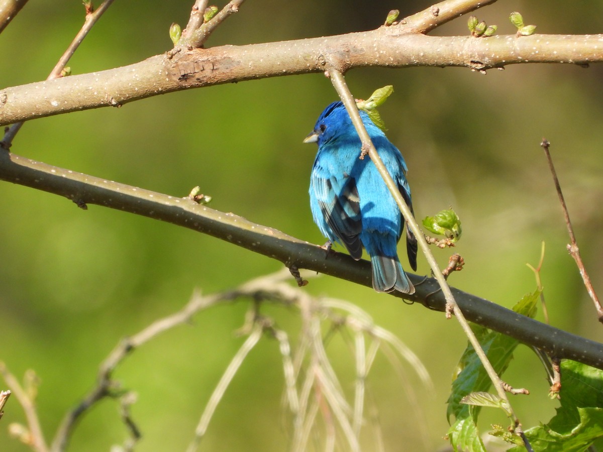 Indigo Bunting - ML656765118