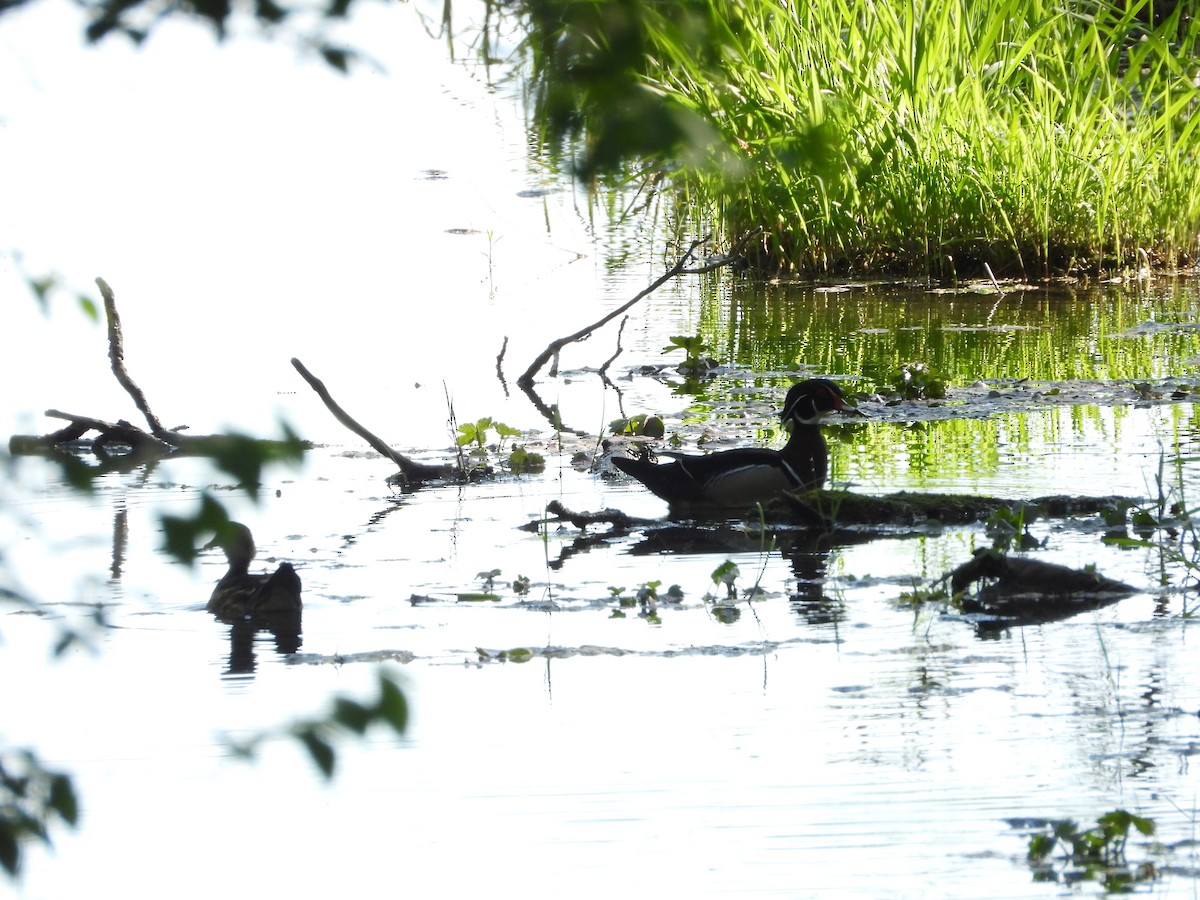 Wood Duck - ML656765249